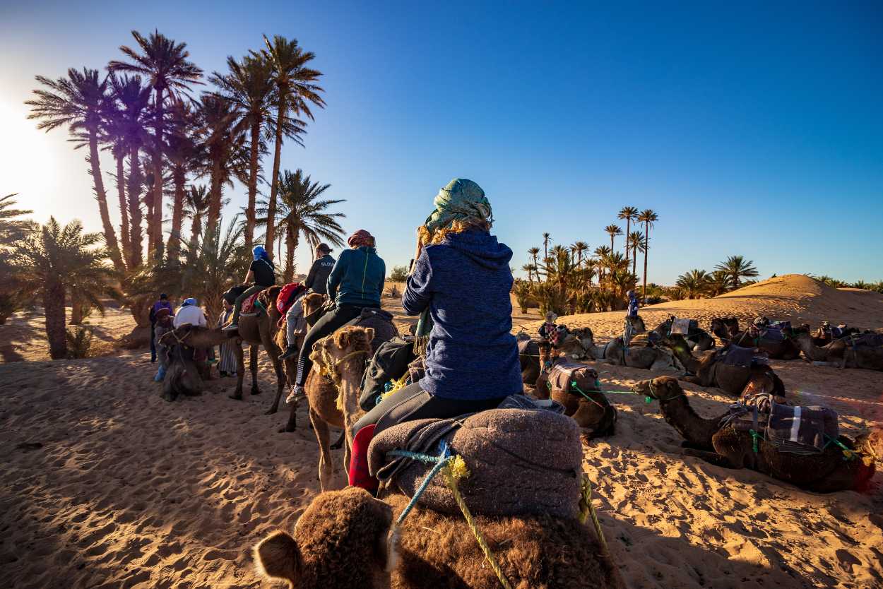 dromadaire desert agafay